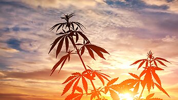 Marijuana stalks silhouetted against the fading sun